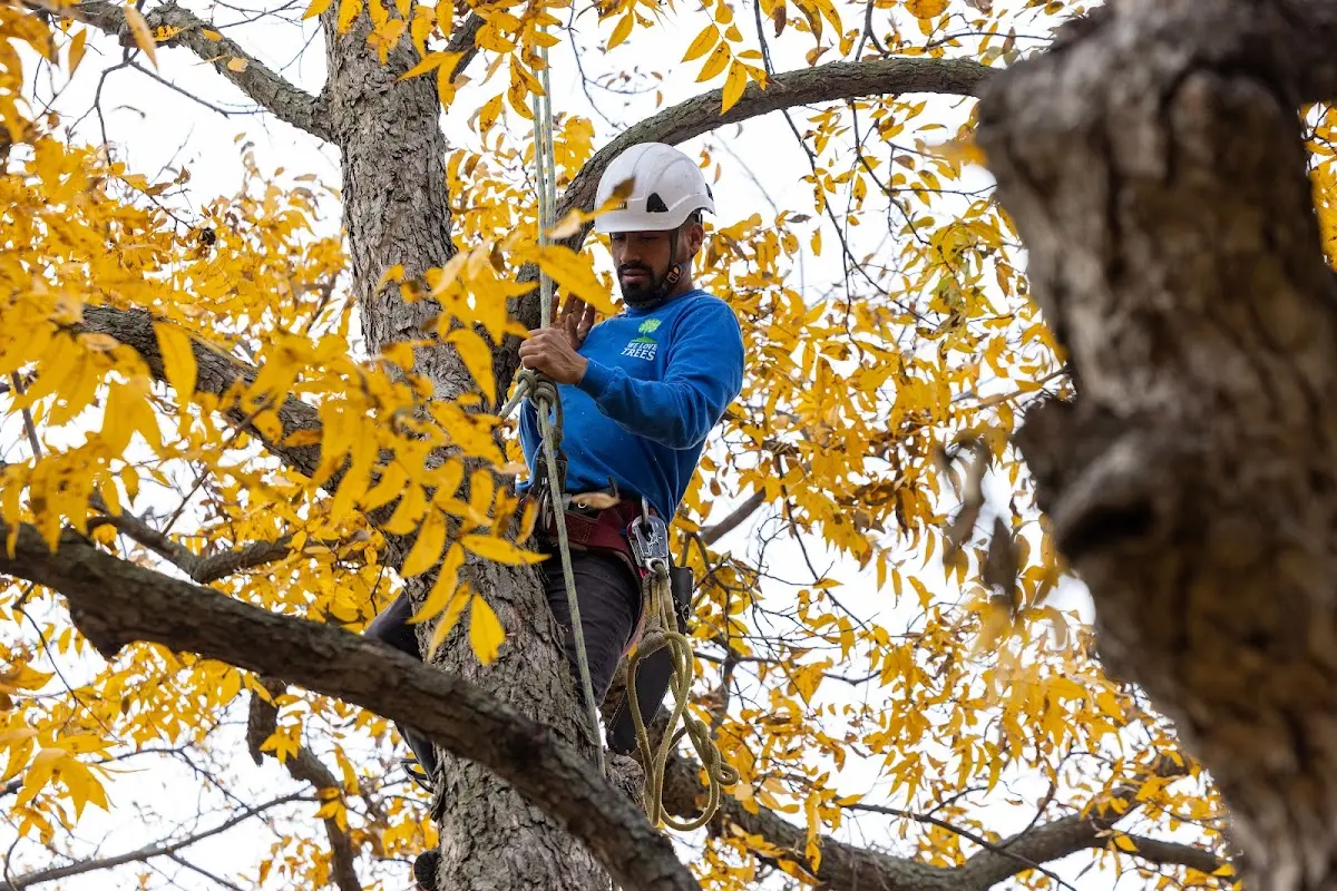 Skilled Tree Planing crew working in Rossville